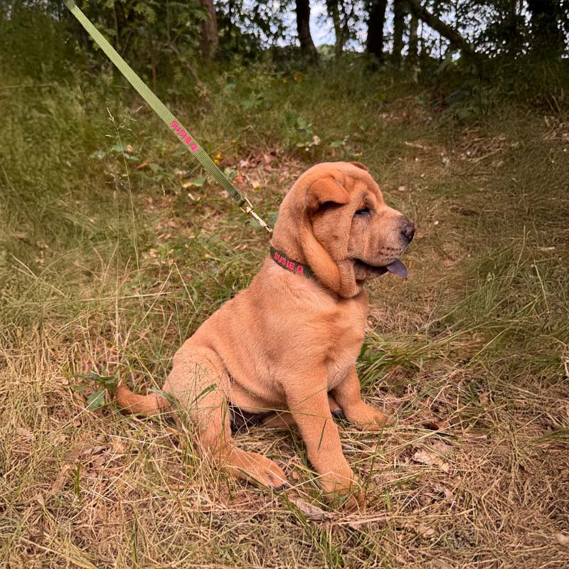 Welpenhalsband Moss Breeze Olivgrün