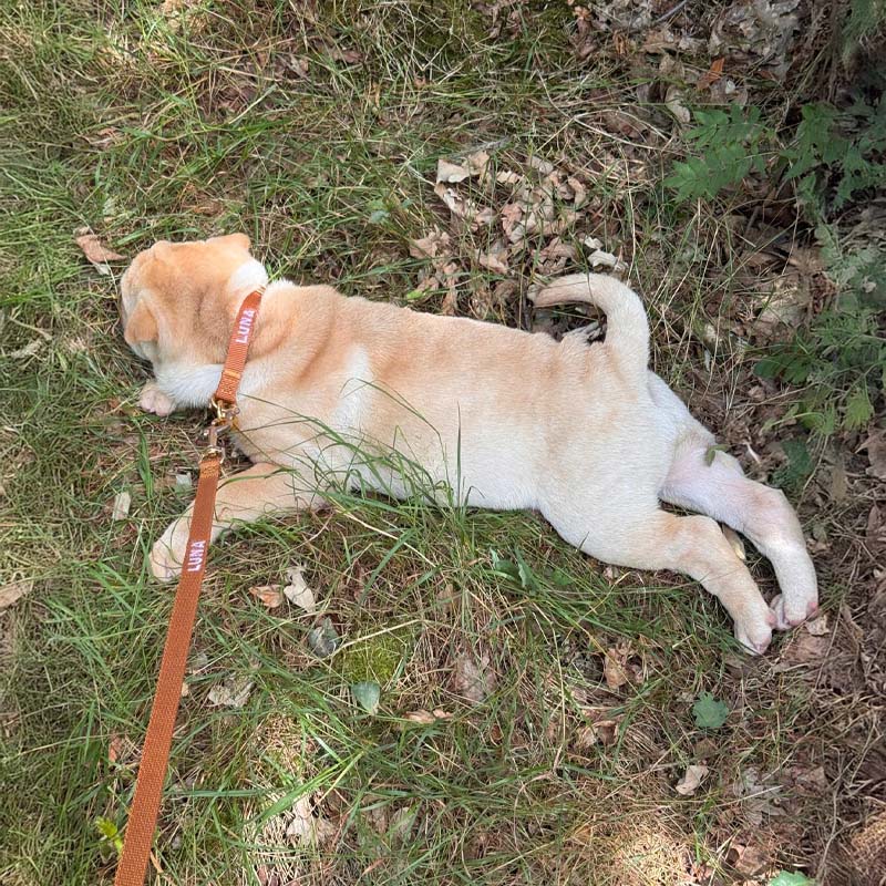 Welpenhalsband Honey Drift Cognac