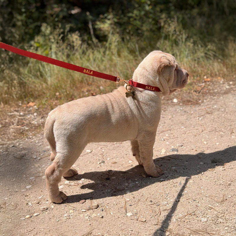 Welpenhalsband Ruby Gale Rubinrot