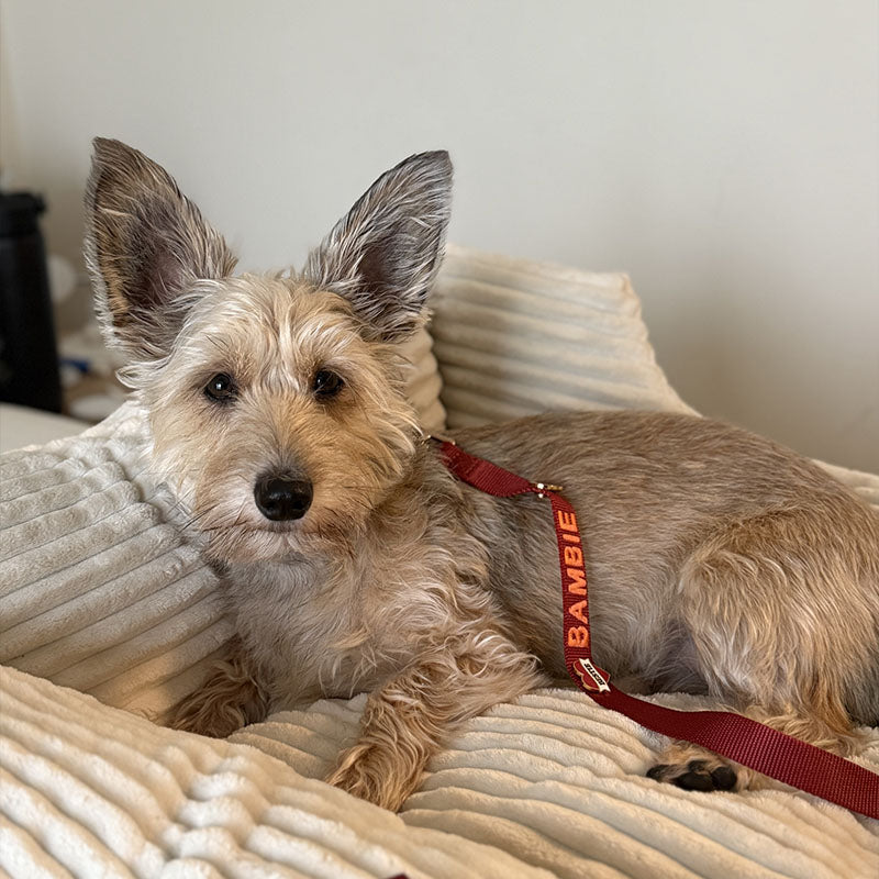 Klassische Hundeleine Ruby Gale Rubinrot