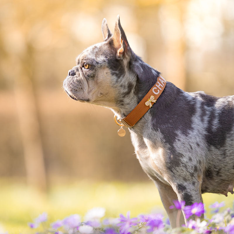 Klassisches Hundehalsband Honey Drift Cognac