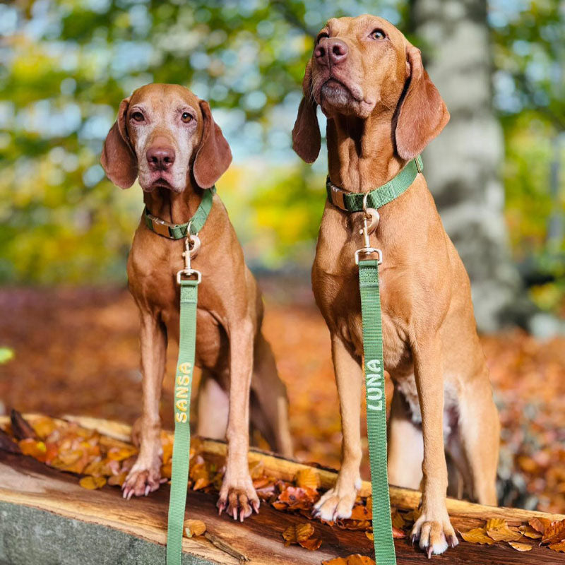 Klassische Hundeleine Moss Breeze Olivgrün