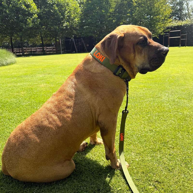 Taktisches Hundehalsband Moss Forge Olivgrün