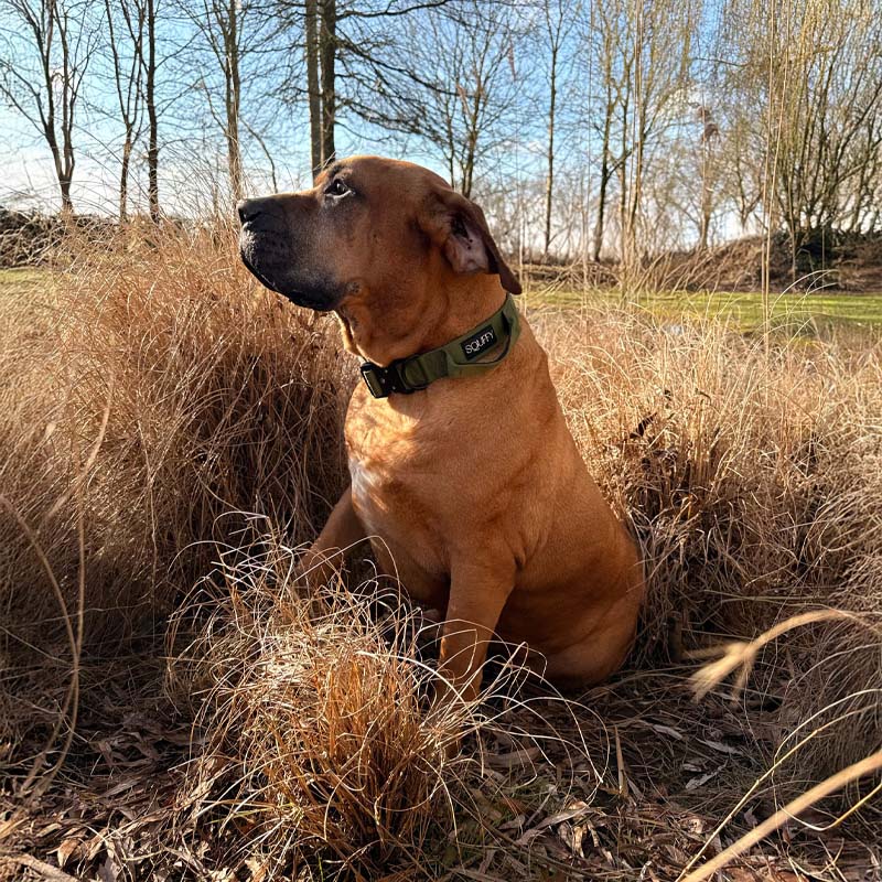 Taktisches Hundehalsband Moss Forge Olivgrün