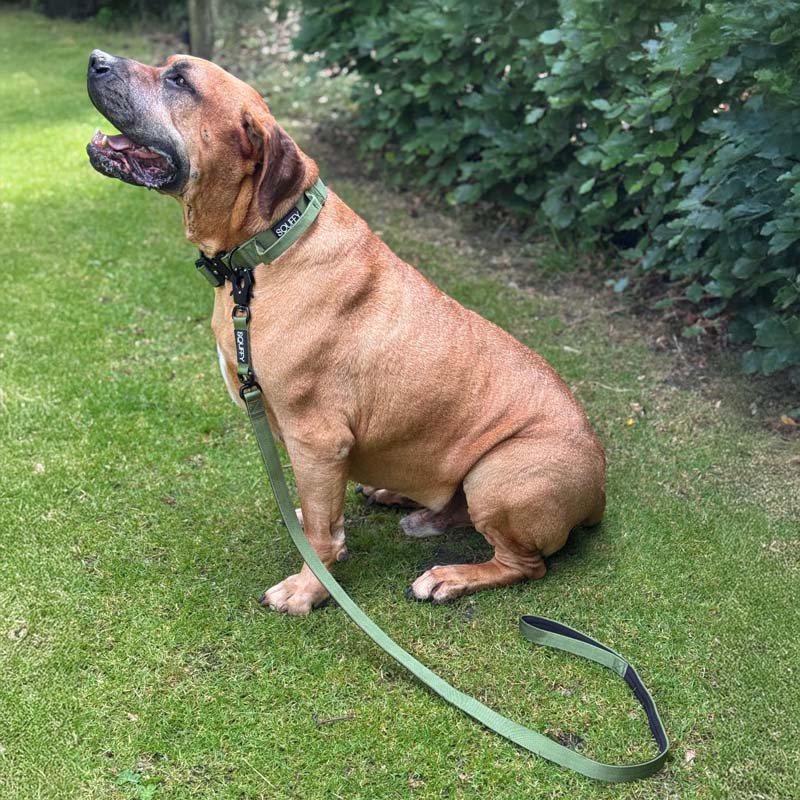 Taktische Hundeleine Moss Forge Olivgrün