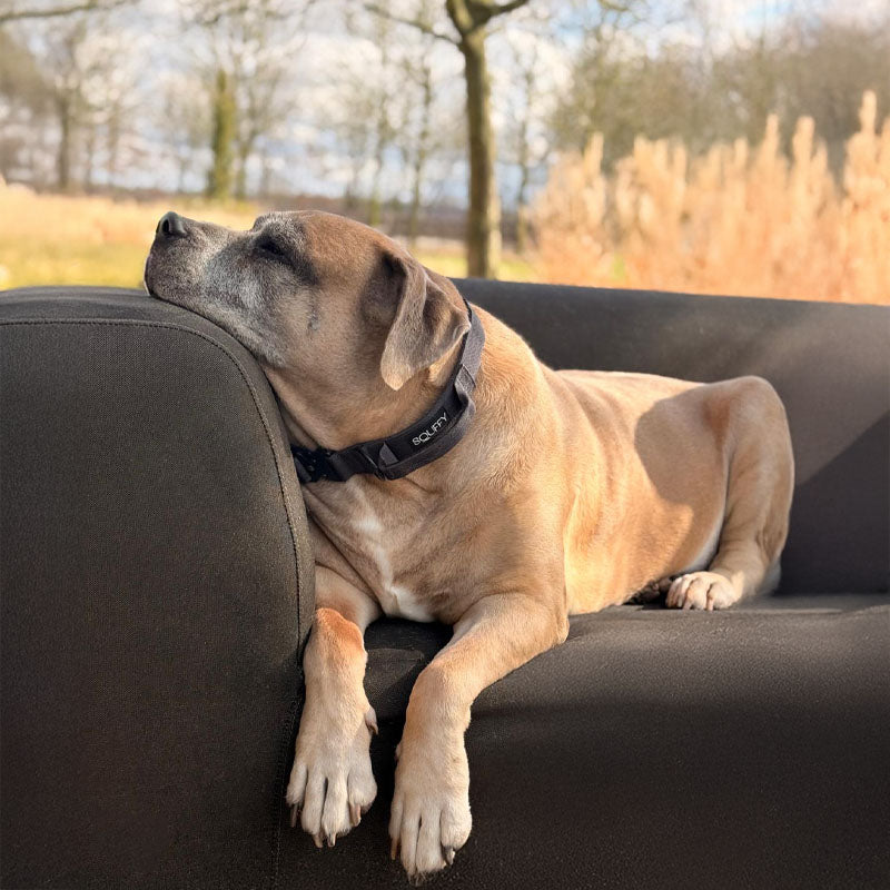 Taktisches Hundehalsband Raven Vex Schwarz