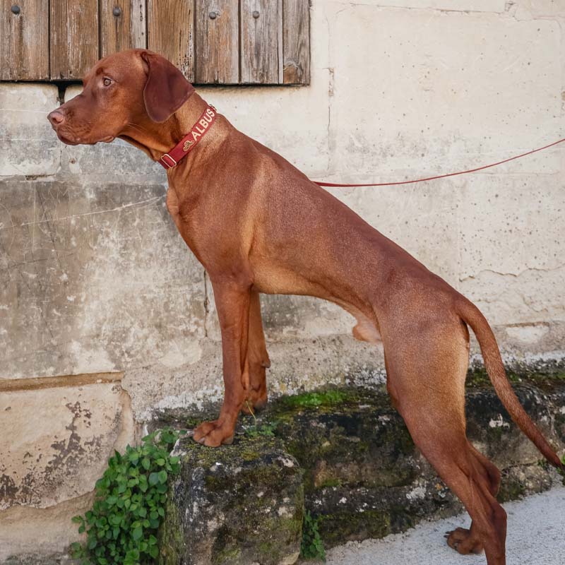 Klassisches Hundehalsband Ruby Gale Rubinrot