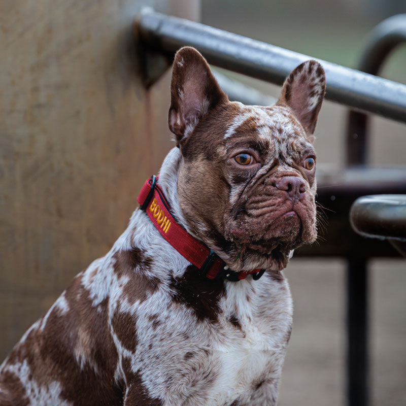 Taktisches Hundehalsband Ruby Vandal Rubinrot