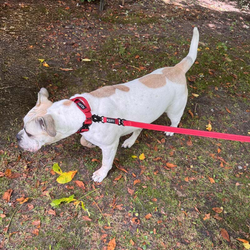 Taktische Hundeleine Ruby Vandal Rubinrot