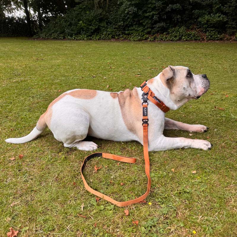 Taktische Hundeleine Honey Maze Cognac