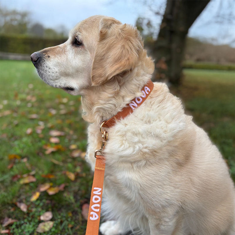 Klassisches Hundehalsband Honey Drift Cognac