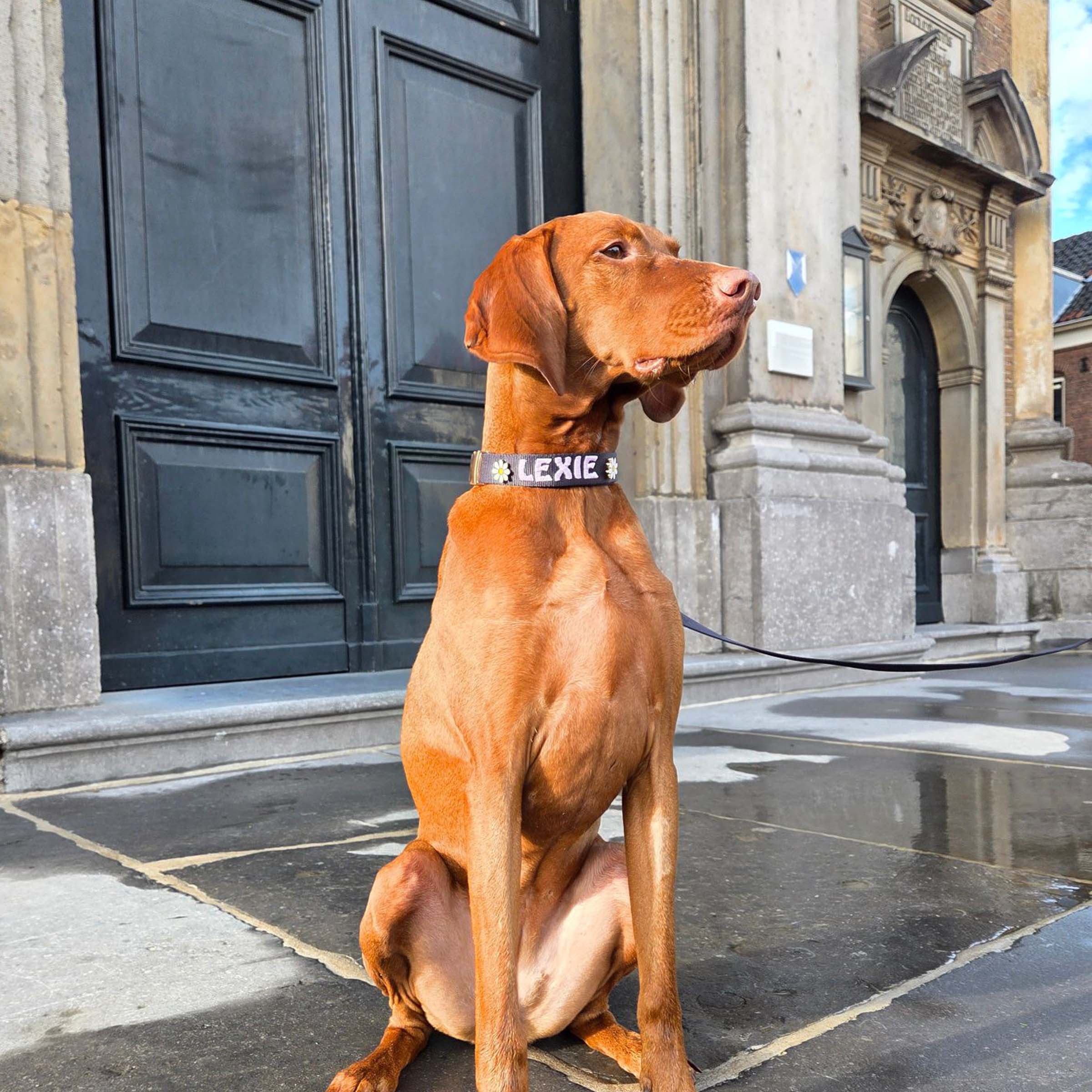 Klassisches Hundehalsband Raven Illume Schwarz