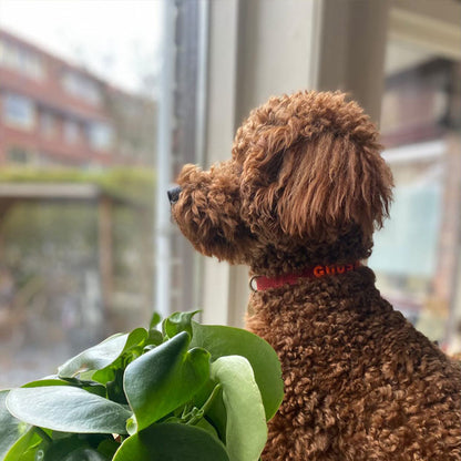 Welpenhalsband Ruby Gale Rubinrot