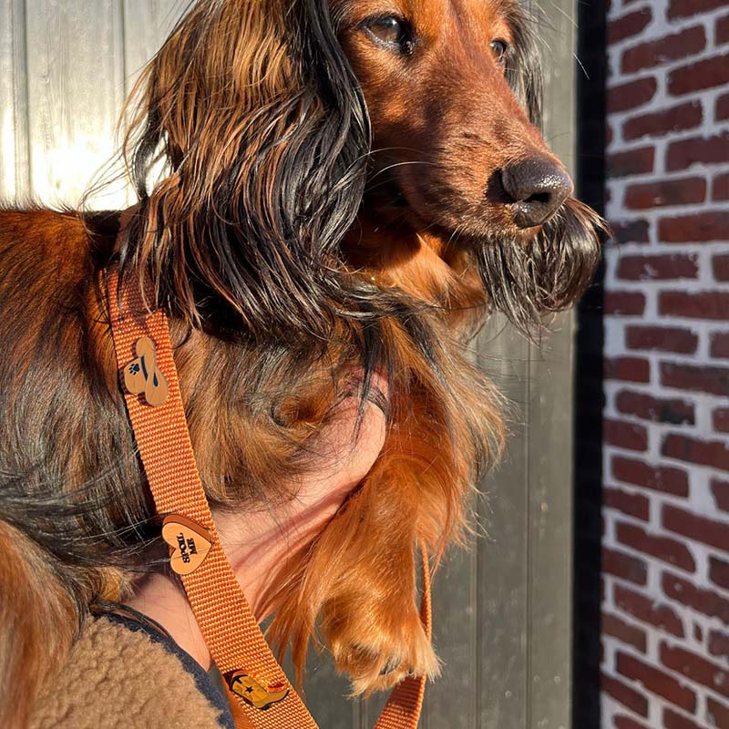 Klassische Hundeleine Honey Drift Cognac