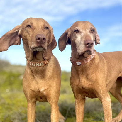 Klassisches Hundehalsband Honey Drift Cognac