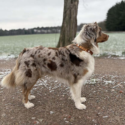 Klassisches Hundehalsband Honey Drift Cognac