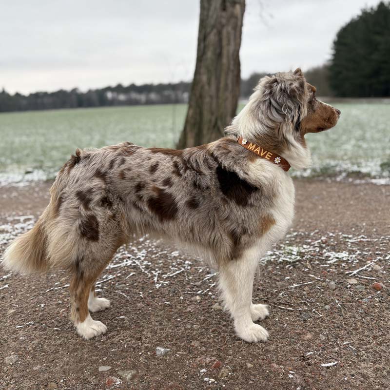 Klassisches Hundehalsband Honey Drift Cognac