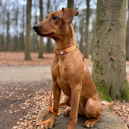 Klassisches Hundehalsband Honey Drift Cognac
