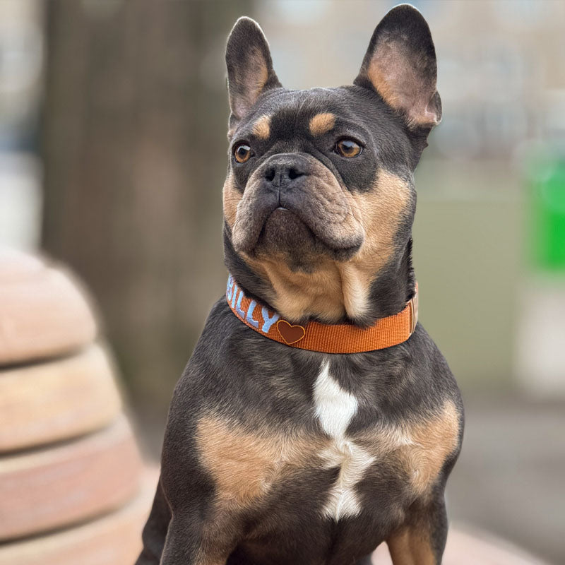 Klassisches Hundehalsband Honey Drift Cognac