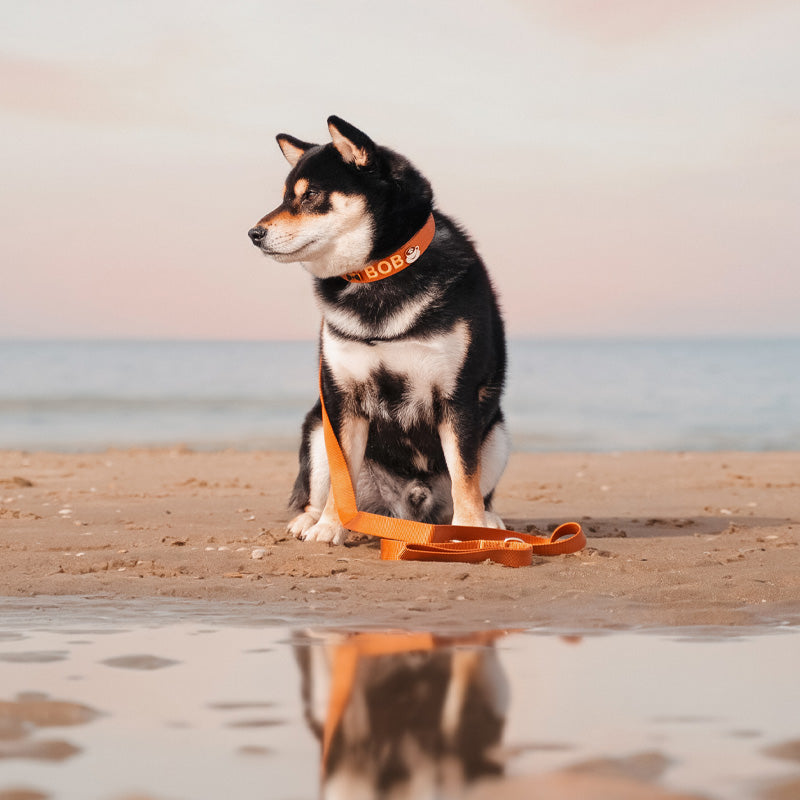 Klassisches Hundehalsband Honey Drift Cognac
