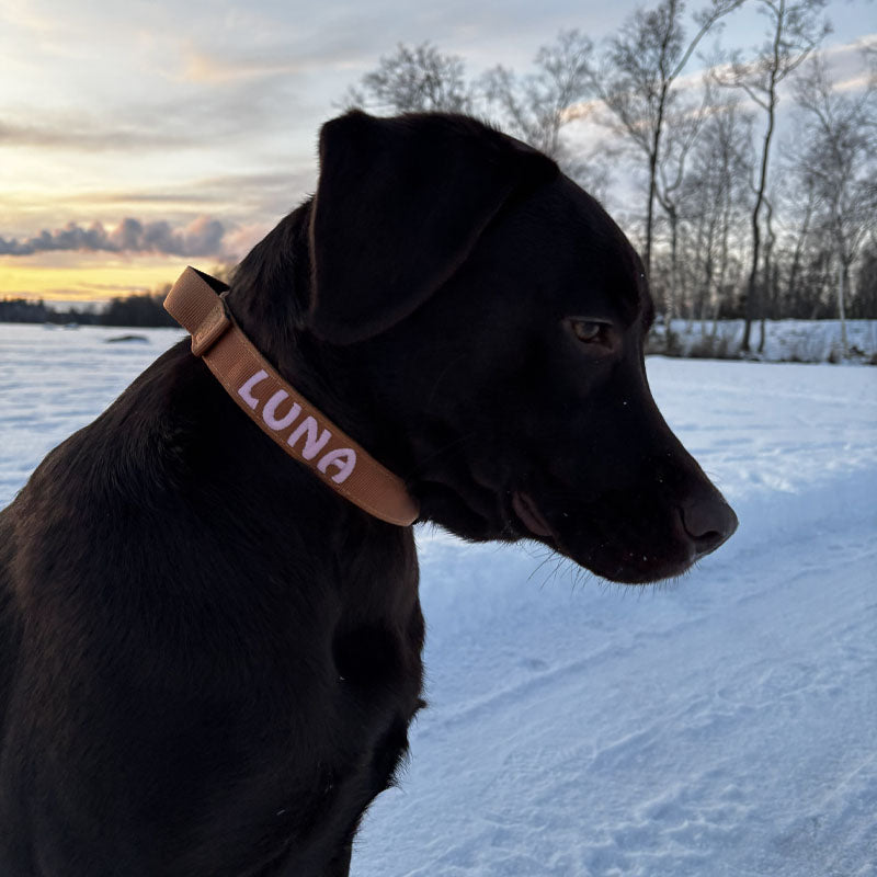 Taktisches Hundehalsband Honey Maze Cognac