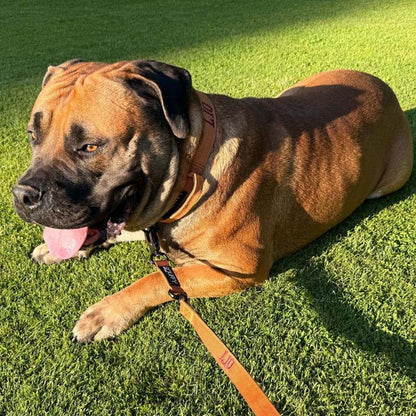 Taktisches Hundehalsband Honey Maze Cognac