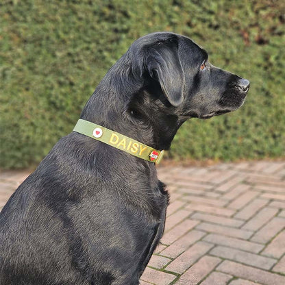 Klassisches Hundehalsband Moss Breeze Olivgrün