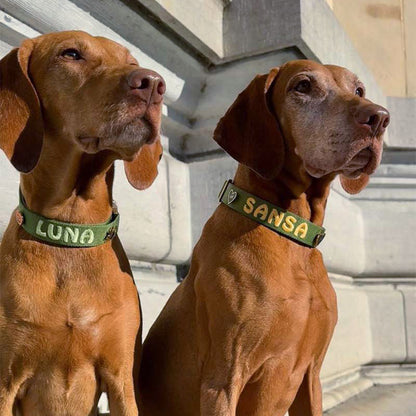 Klassisches Hundehalsband Moss Breeze Olivgrün