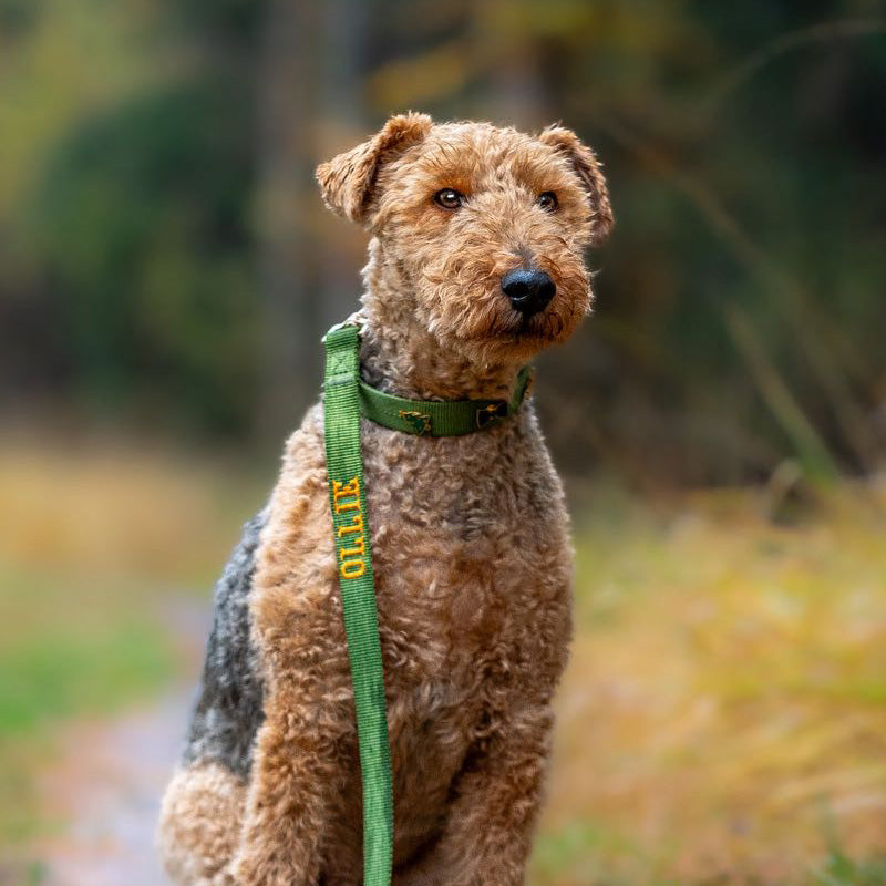 Klassisches Hundehalsband Moss Breeze Olivgrün