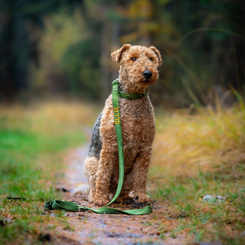 Klassische Hundeleine Moss Breeze Olivgrün