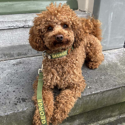 Klassisches Hundehalsband Moss Breeze Olivgrün