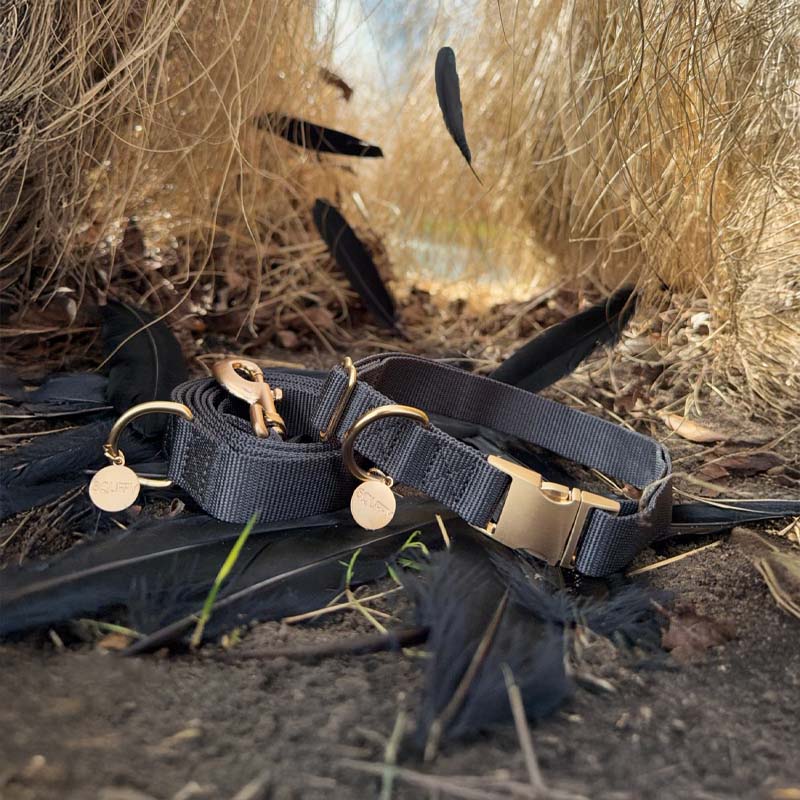 Klassisches Hundehalsband Raven Illume Schwarz