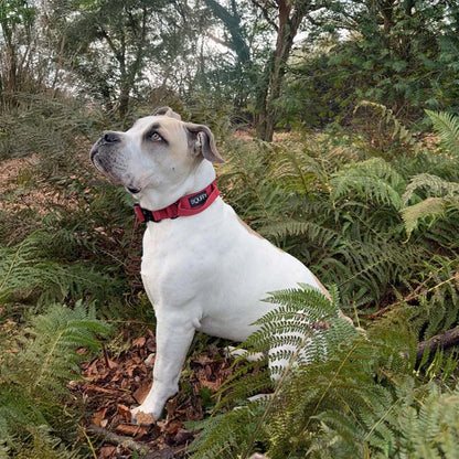 Taktisches Hundehalsband Ruby Vandal Rubinrot