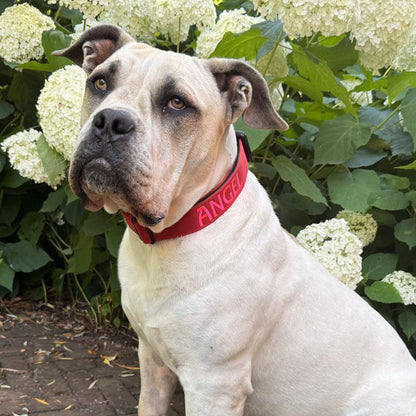 Taktisches Hundehalsband Ruby Vandal Rubinrot