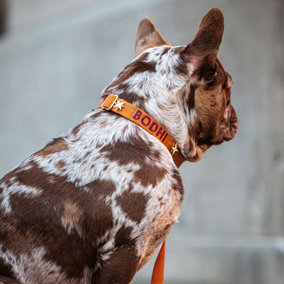 Klassisches Hundehalsband Honey Drift Cognac