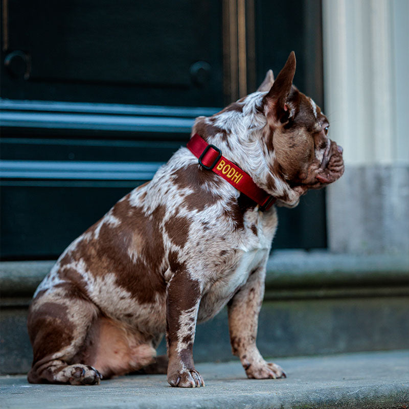 Taktisches Hundehalsband Ruby Vandal Rubinrot