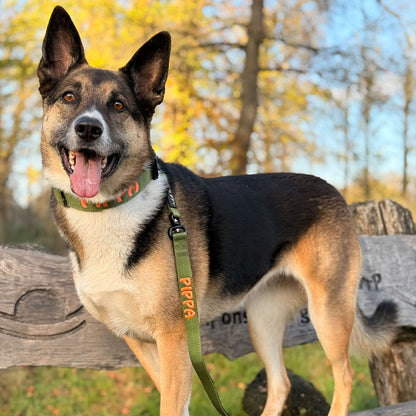 Taktische Hundeleine Moss Forge Olivgrün