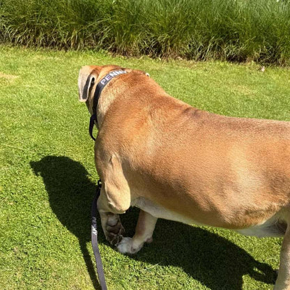 Taktisches Hundehalsband Raven Vex Schwarz