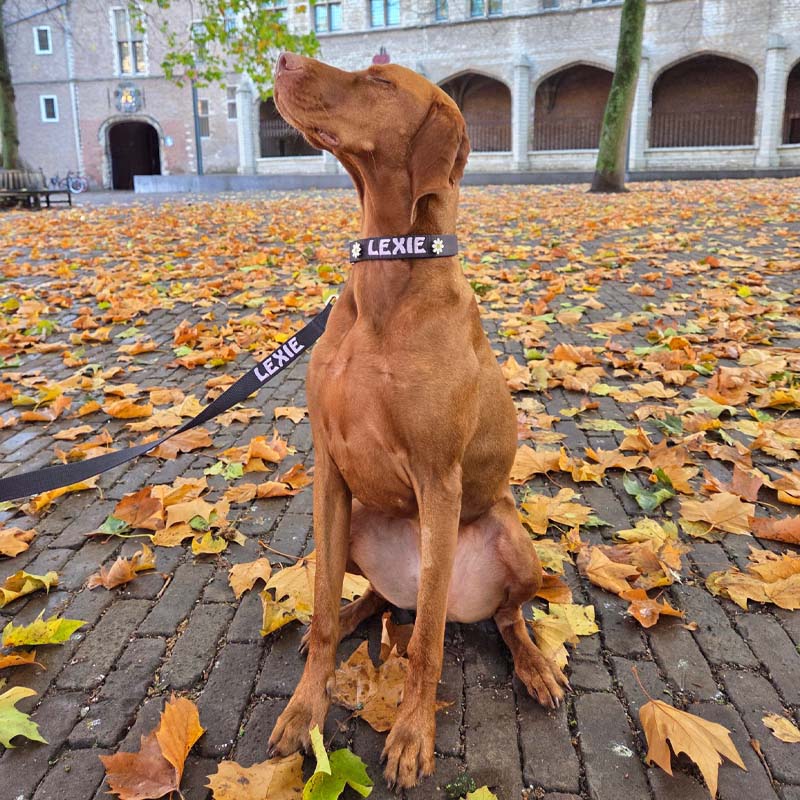 Klassische Hundeleine Raven Illume Schwarz